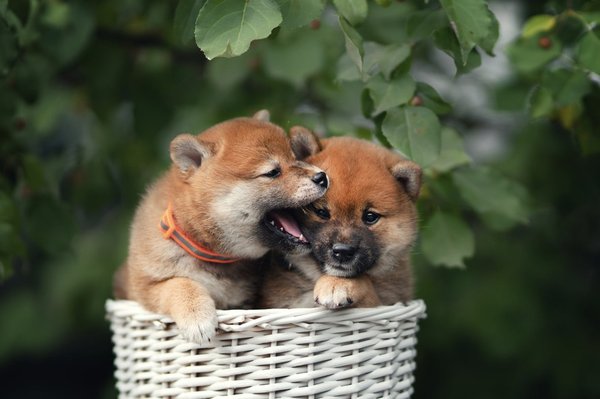 One Shiba Inu puppy playfully biting another.